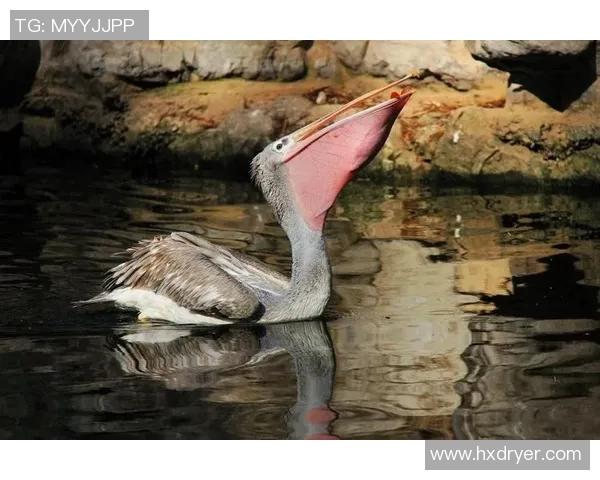 鹈鹕和灰狼开获大胜，南担仍处-落位